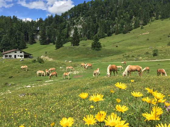 Haflinger Hengstabtrieb