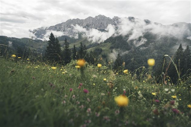 Naturerlebnis Kaisergebirge