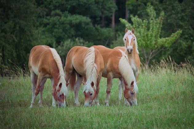 paul_henri-haflinger-5308641_1920.jpg
