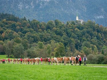 Hengstalmabtrieb