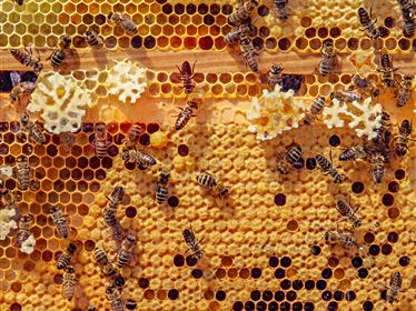Blick in den Bienenstock – spannende Einblicke in die Imkerei
