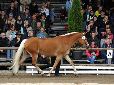 Musterung der Tiroler Haflinger Elitestuten