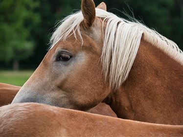 Haflinger Erlebnistag Fohlenhof Ebbs