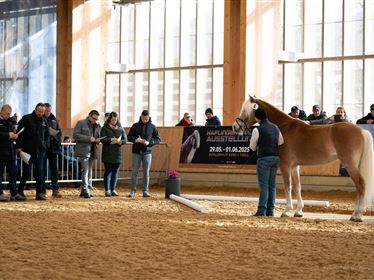 Haflinger Hengstkörung
