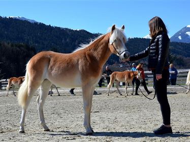 Jährlingsbeurteilung - Tiroler Haflinger Pferde