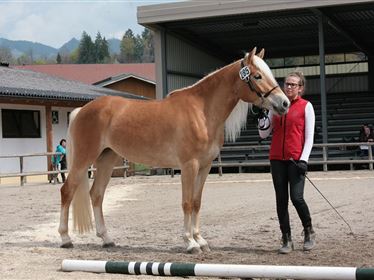 Stutbuchaufnahme - Tiroler Haflinger Pferde