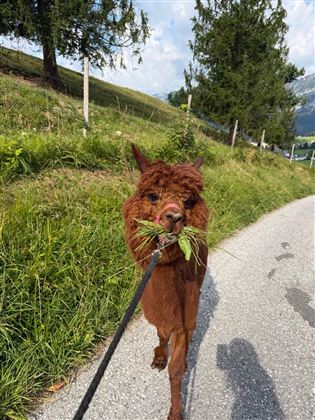 Alpaka