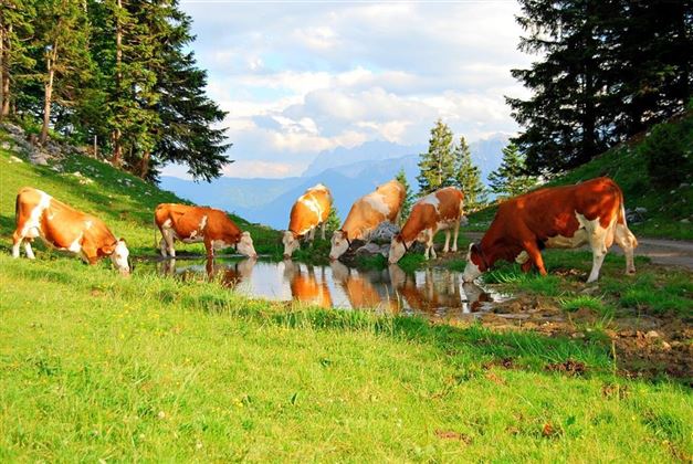 Altkaser Alm Erl Kühe