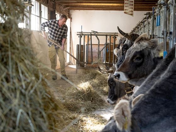 Bauer im Stall Bauernhof Tschamernik Kaisertal