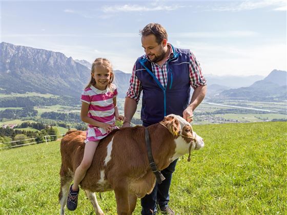 Bauernhof Au am Berg Niederndorferberg Kalb