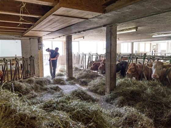 Bauernhof Au am Berg Niederndorferberg Stall Kühe