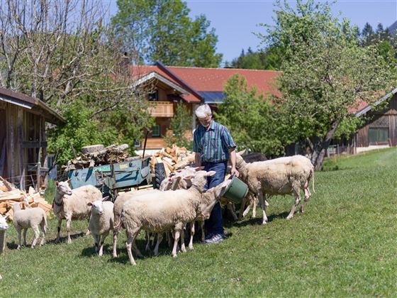 Bauernhof Oberhimberg Schwoich Schafe Bauer