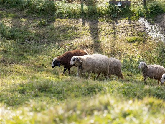 Bauernhof Tschamernik Kaisertal Kühe Wiese