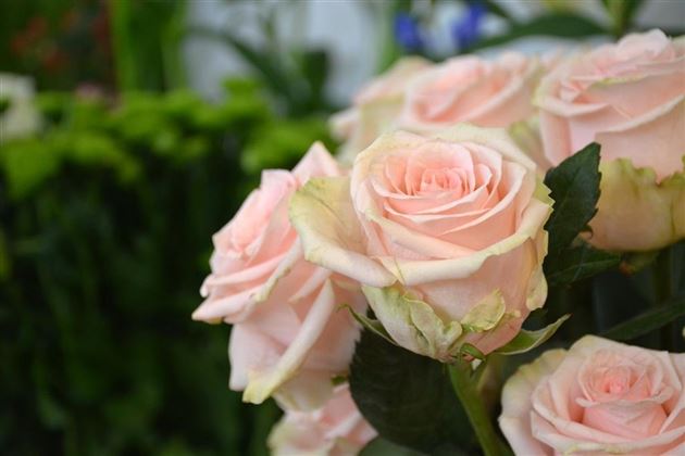 Blumengeschäft Die Rose Kufstein Blume