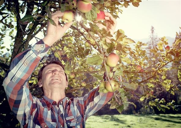 Brennerei Höck Schwoich Obst pflücken