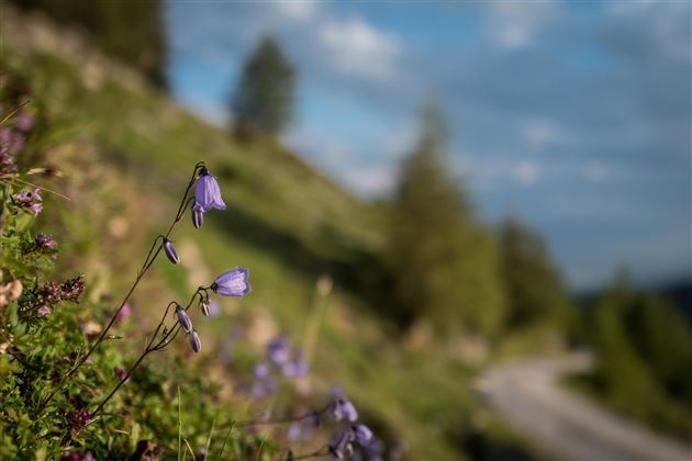 Buchacker Alm Blumen