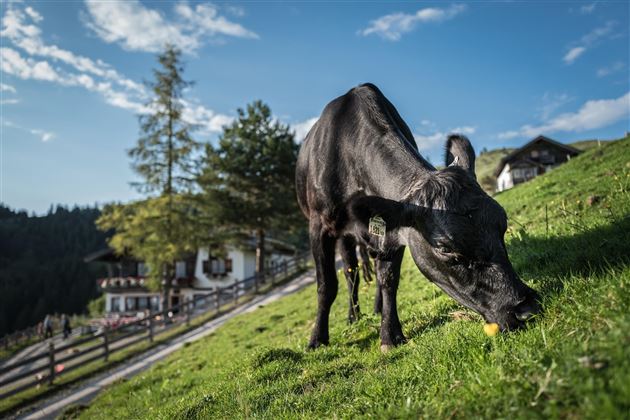 Buchacker Alm Kuh