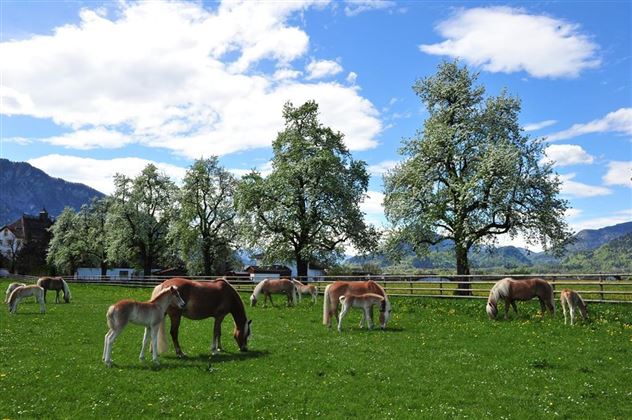 Fohlenhof Ebbs Stuten mit Fohlen