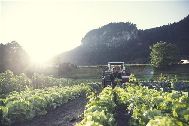 Gärtnerei Strillinger Kufstein Gemüsefeld