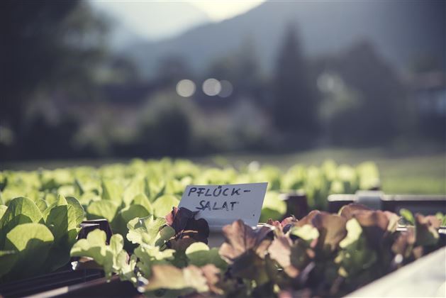 Gärtnerei Strillinger Kufstein Pflücksalat