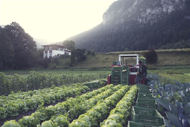 Gärtnerei Strillinger Kufstein