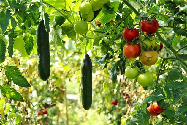 Gartenbau Imagebild