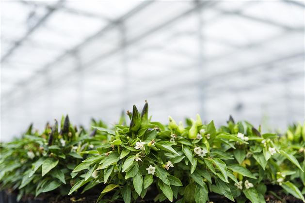 Gartenbau Strillinger Kufstein Ansicht Kräuter