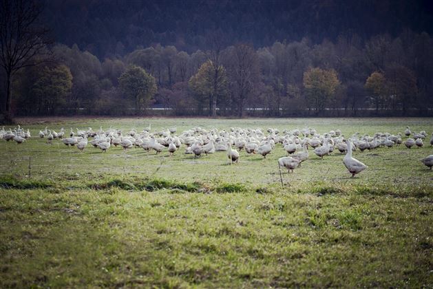 Heimstätterhof Langkampfen Gänse Wiese