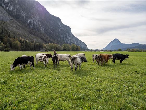 Kalkschmiedhof Ebbs Kühe Feld