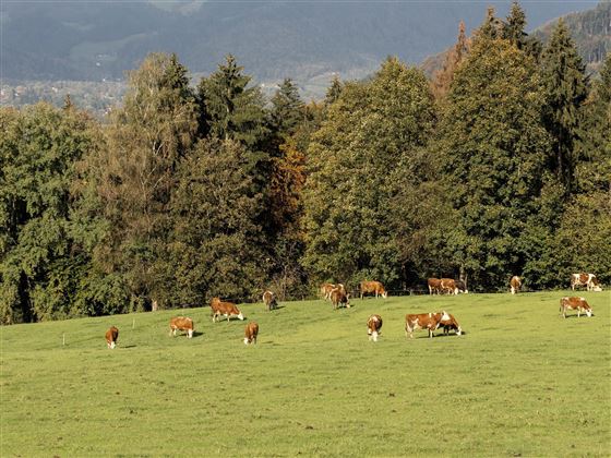 Kühe Reischerhof Ebbs