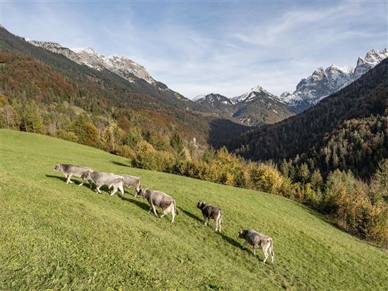 Kühe Wiese Bauernhof Tschamernik Kaisertal