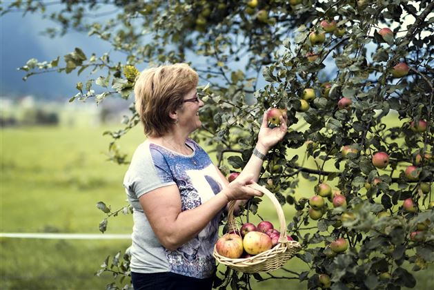 Malerhäuslhof Ebbs Apfelernte