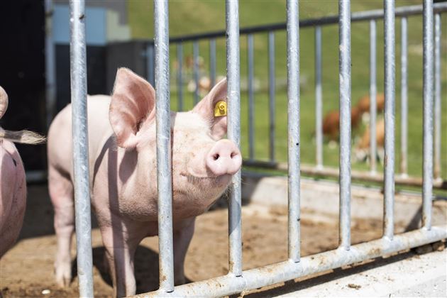 Mitterthrey Erbhof Niederndorferberg Schweine