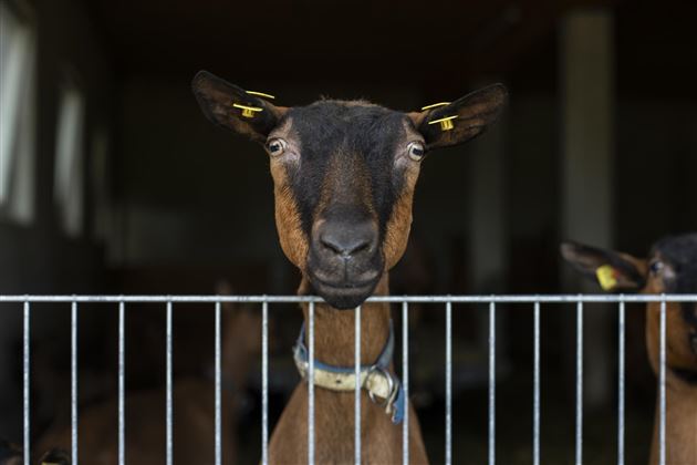 Moosbauer Erl Ziegen