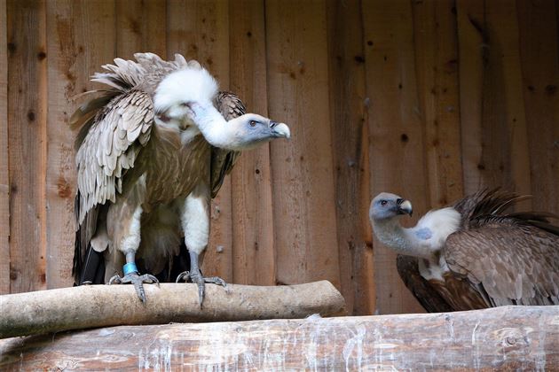 Raritätenzoo Ebbs Geier