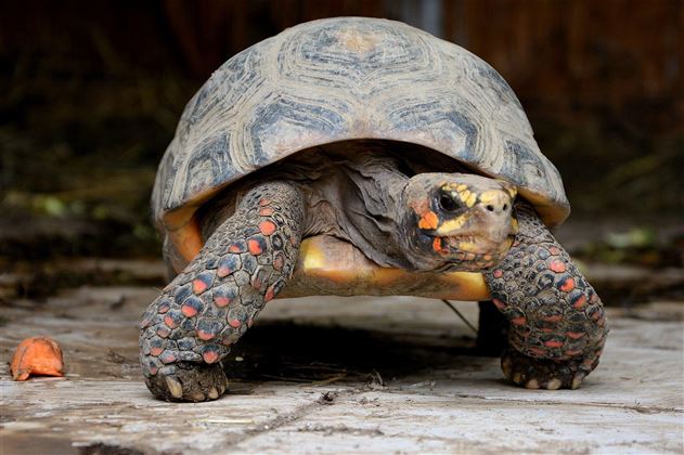 Raritätenzoo Ebbs Schildkröte