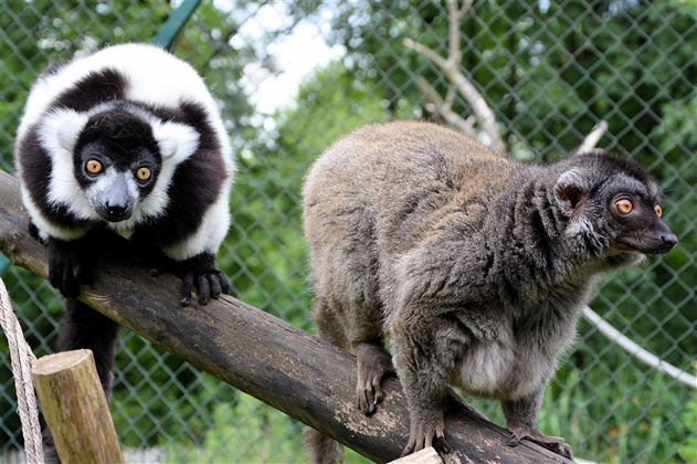 Raritätenzoo Ebbs Tiere Detailansicht