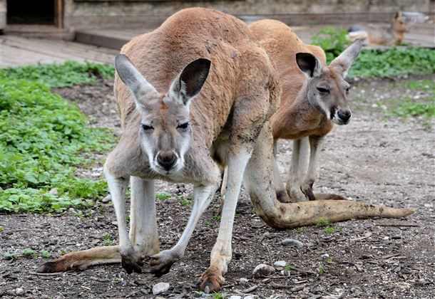 Raritätenzoo Ebbs Tiere