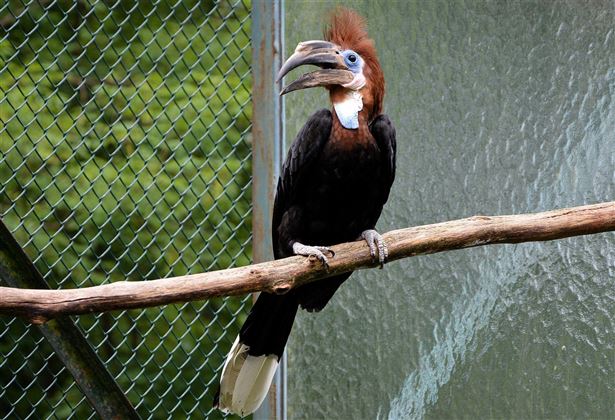 Raritätenzoo Ebbs Vogel