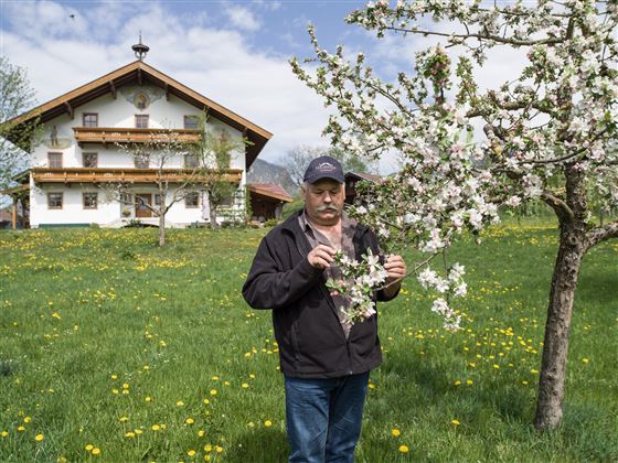 Schnapsbrennerei Feichtner Schwoich Bäume