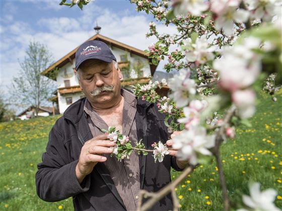 Schnapsbrennerei Feichtner Schwoich Obstbäume