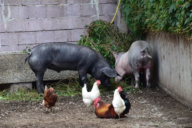 Schwein