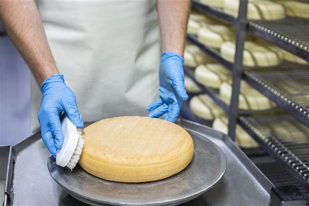 Sennerei Hatzenstädt Niederndorfer Berg Käse