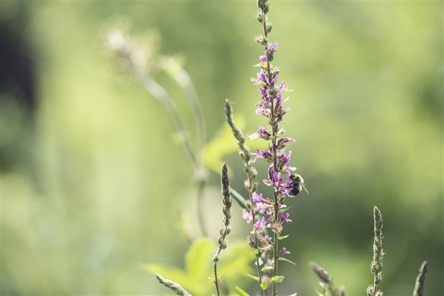 Tiroler Bienenalm Thiersee Biene