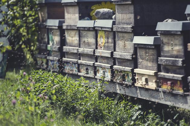 Tiroler Bienenalm Thiersee Bienenstöcke