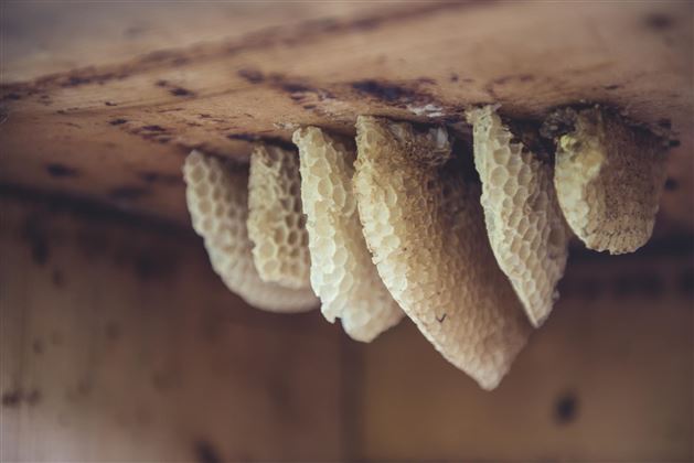 Tiroler Bienenalm Thiersee Detail