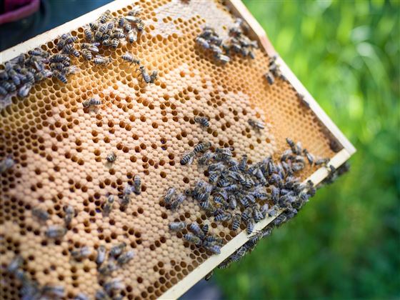 Tiroler Gebirgsimkerei Niederndorferberg Bienen