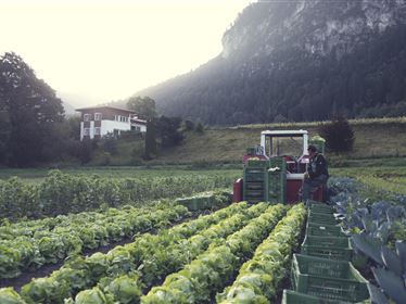 Gärtnerei Strillinger Kufstein