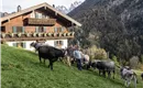 Bauernhof Tschamernik im Kaisertal Ebbs