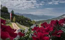 Buchacker Alm Aussicht Blumen